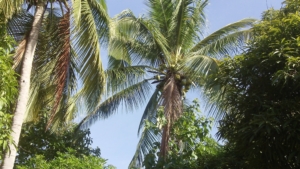 Haïti, c'est aussi la beauté